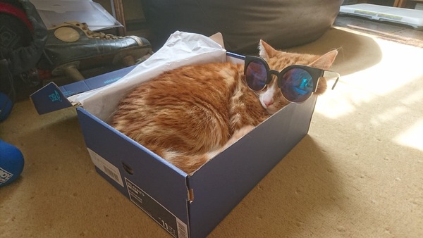 Can we have a ‘I love my beautiful cats’ thread?!