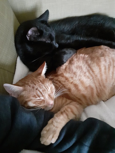 Show me your cats 🐈 😃