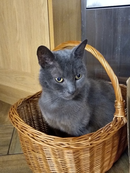 Can we have a ‘I love my beautiful cats’ thread?!