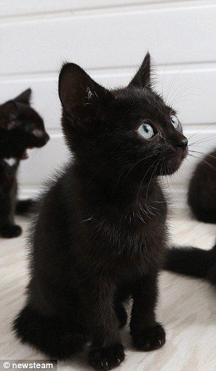 New fluffy kitten needs a name, photo!
