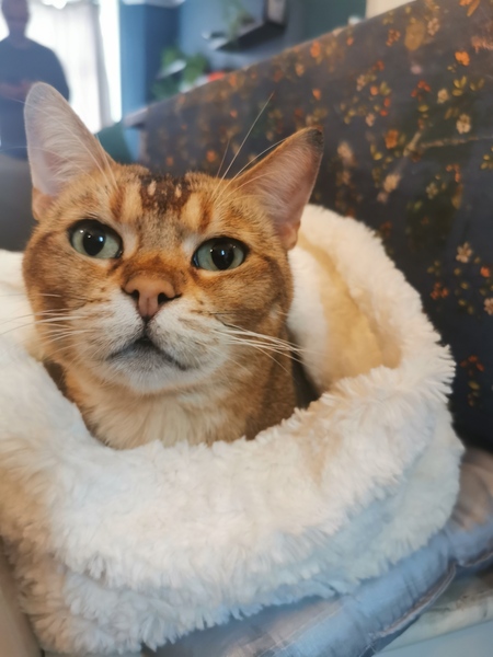Can we have a ‘I love my beautiful cats’ thread?!