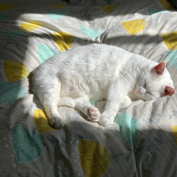 Beautiful pussies