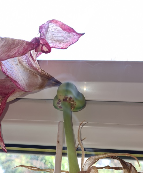 What is my amaryllis plant doing?