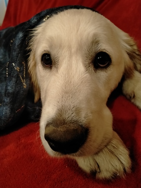 Puppy survival thread. Nov. Read this and buy a hamster instead
