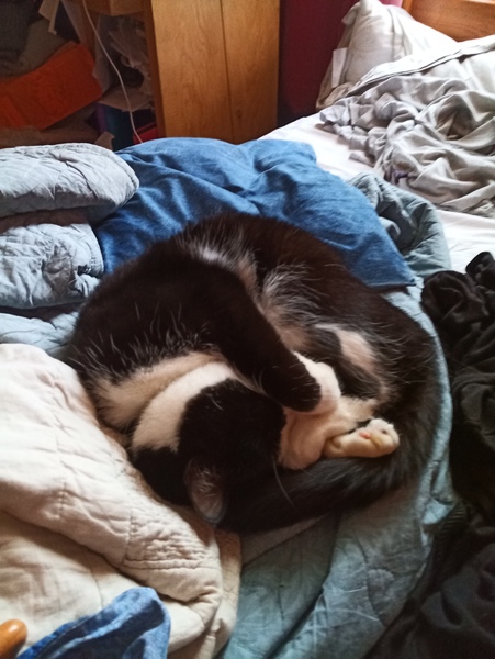 Can we have a ‘I love my beautiful cats’ thread?!