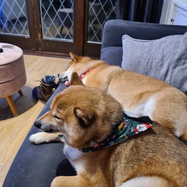 Shiba Inu