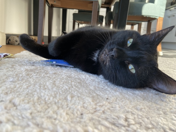 How old is/are your current cat/s?