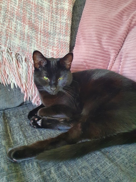 What colour is my kitten