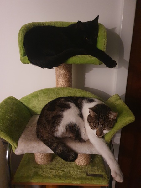 Can we have a ‘I love my beautiful cats’ thread?!