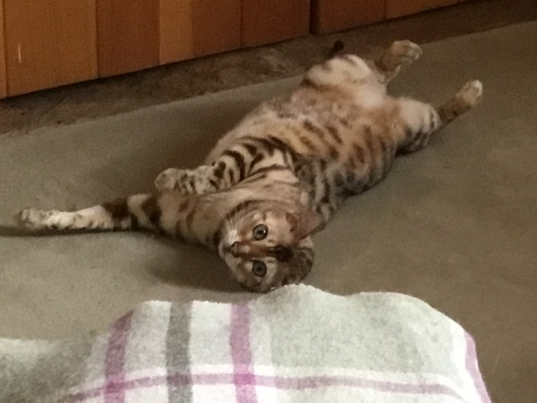 Can we have a ‘I love my beautiful cats’ thread?!
