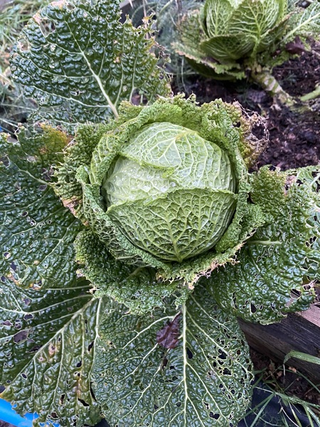 Welcome to 2022's first Low Carb Bootcamp!