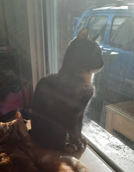 I need your photos of cats looking out of windows.  And I need them now!