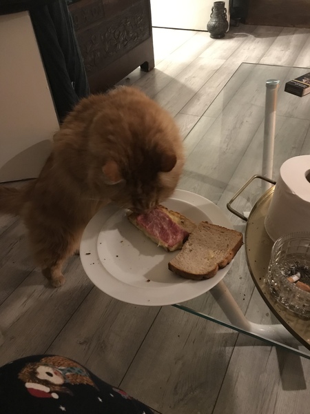 Ollie, Paws, friends and family