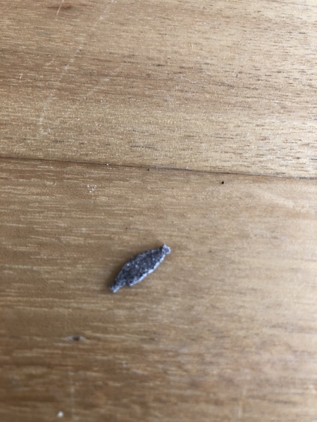 What the hell is this?