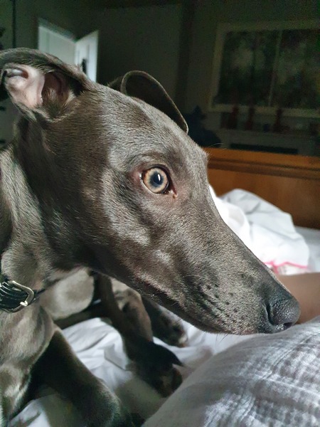 Whippets