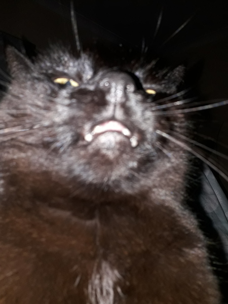 Whose cat is the most aesthetically challenged?