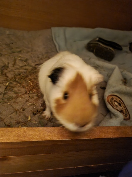 Can we have a pet appreciation thread?