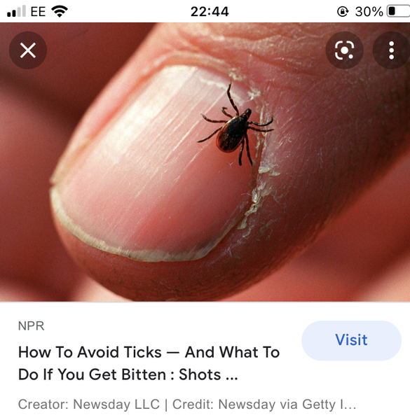 Is this a tick?