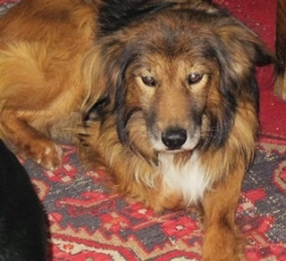 I miss old fashioned mongrels.