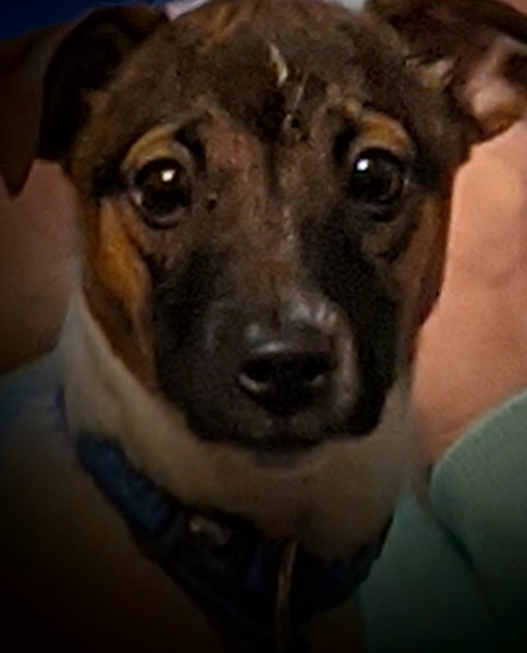 What dog am I? (Lighthearted)