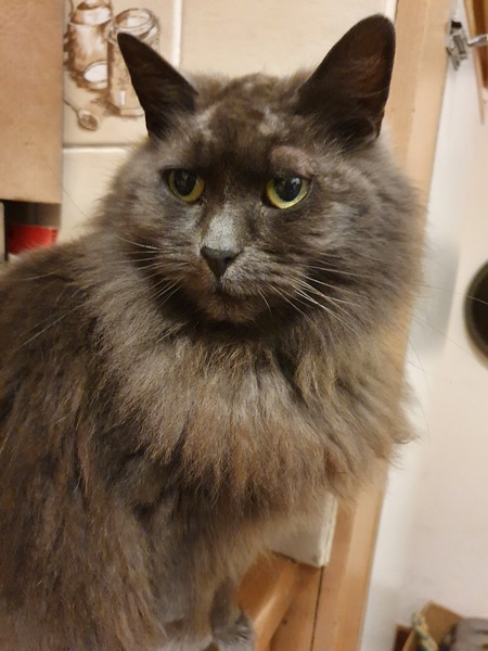Whose cat is the most aesthetically challenged?
