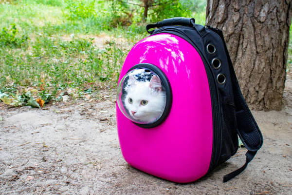 People walking their cats on leads - NO! AIBU?