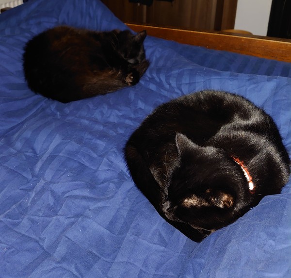 Recommend me a cat bed!