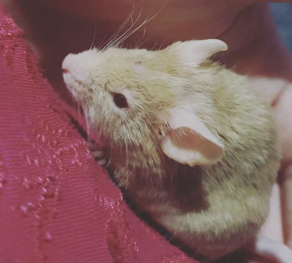 Hamster: adopt or shop?