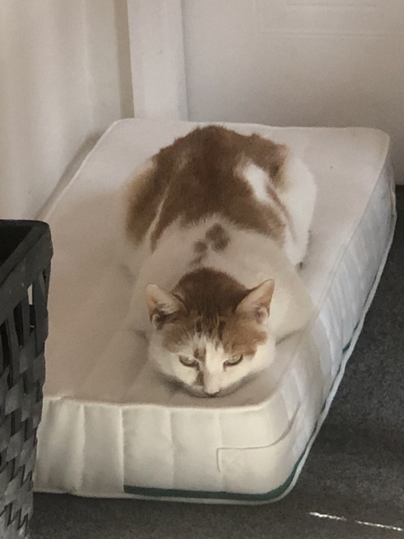 Whose cat is the most aesthetically challenged?