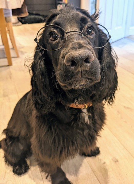 Can we have a pet appreciation thread?