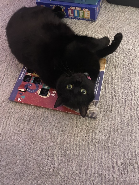 Show me your cats 🐈 😃