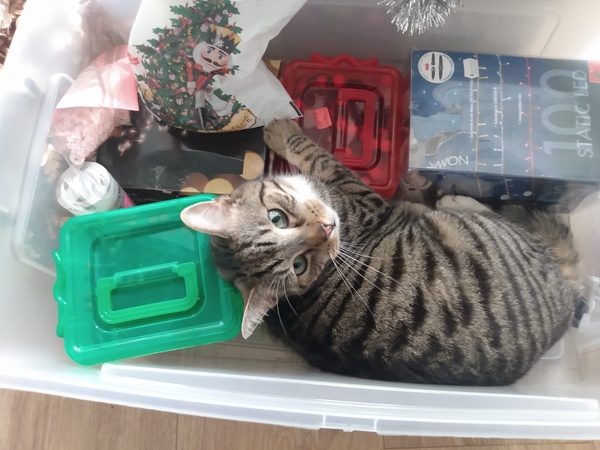 Ollie, Paws, friends and family