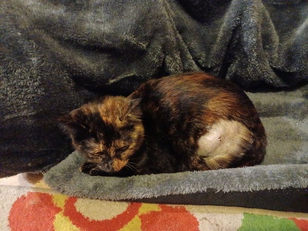 Cat spay advice