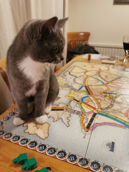 Please share with me!! Pics of your cats and their funniest little quirks!