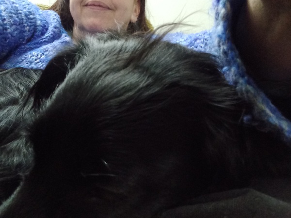 Talk to me about Cocker Spaniels...