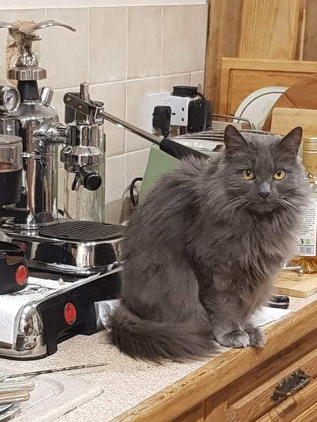 Ollie, Paws, friends and family