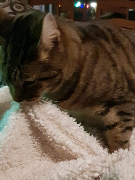 Thug cat part 4.  After all, it's not my Axminster.
