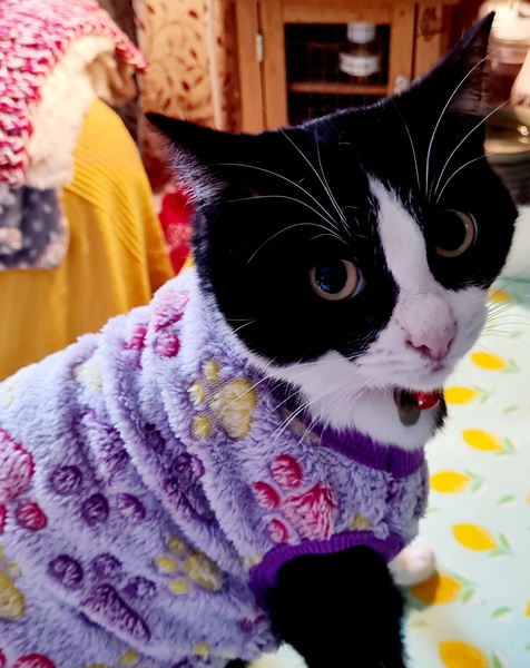 Keeping my 11 month old cat warm