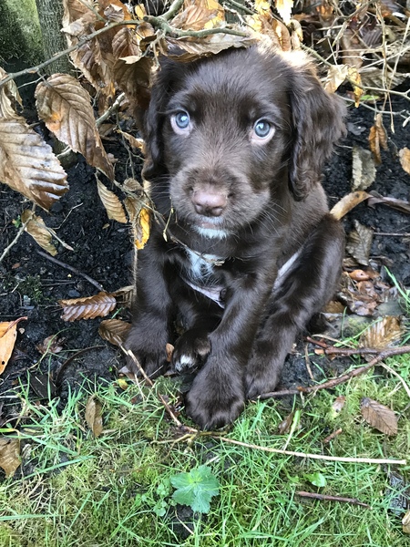 Puppy survival thread. Nov. Read this and buy a hamster instead