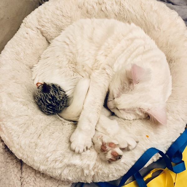 Recommend me a cat bed!