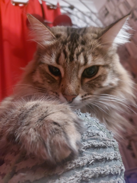 How often do you completely change your litter trays
