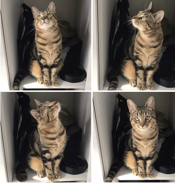 Can we have a ‘I love my beautiful cats’ thread?!