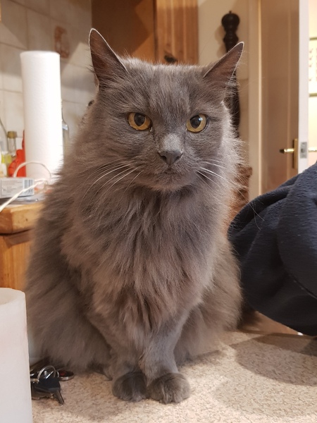 Beautiful pussies