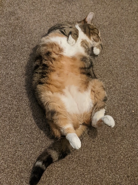 Can we have a ‘I love my beautiful cats’ thread?!
