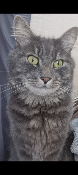 Can we have a ‘I love my beautiful cats’ thread?!