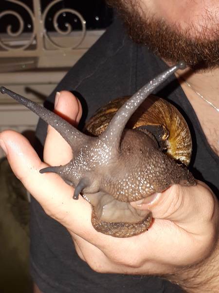 African land snail.
