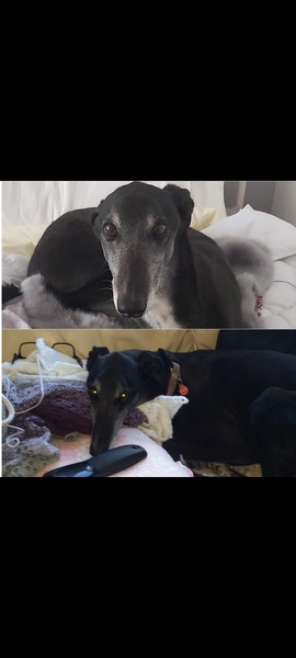 Whippets