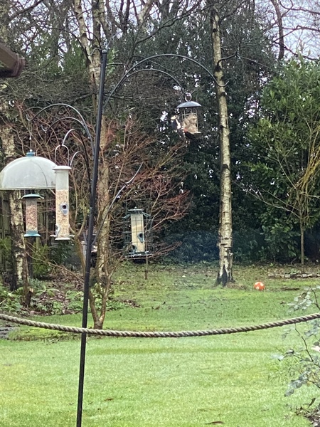 A nice thread about garden birds. What comes to your garden? Do you feed them? What food you put out? 🐦