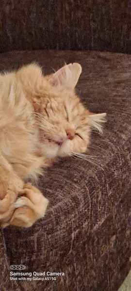 Please share with me!! Pics of your cats and their funniest little quirks!