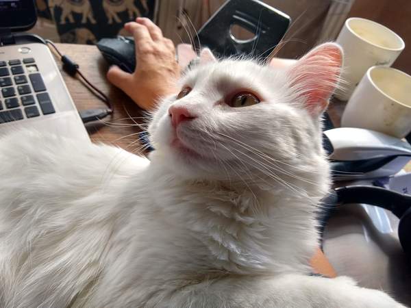 Can we have a ‘I love my beautiful cats’ thread?!